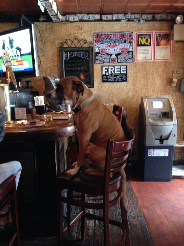 Dog at the bar
